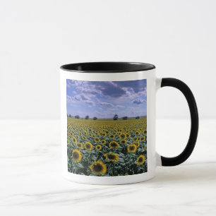Taza NA, EE. UU., Kansas, cultivo de girasol