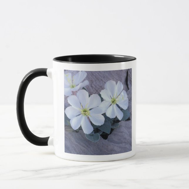 Taza NA, EE.UU., Utah, Arches NP, primarosa vespertina (Izquierda)
