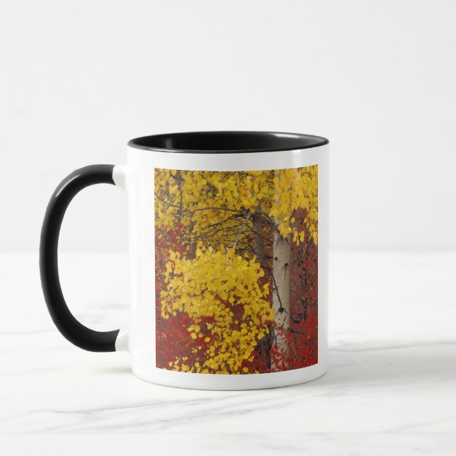 Taza NA, EE. UU., Washington, Bosque Nacional Wenatchee (Izquierda)
