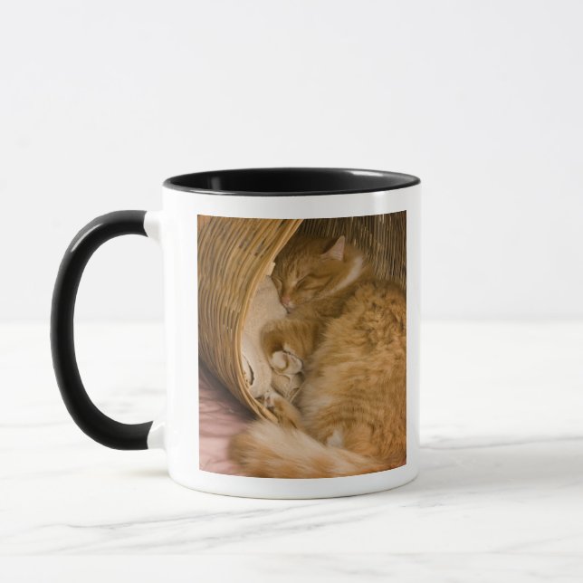 Taza Naranja tabby durmiendo en un canto (Izquierda)