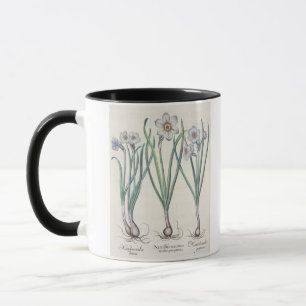 Taza Narcisos: purpureus del medio del maximus