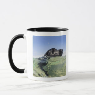 Taza Natación del perro en agua