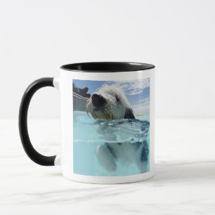 Taza Natación del perro en una piscina