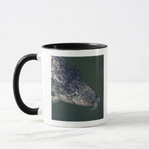 Taza Natación del sello debajo del agua 2