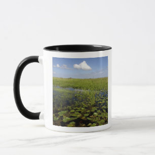 Taza Nenúfares y hierba serrada en los Everglades de Fl