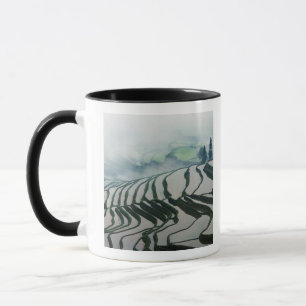 Taza Niebla de la mañana sobre campos del arroz