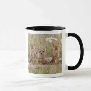 Taza Niña de Swift Fox (Vulpes velox) con