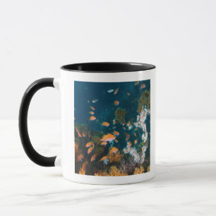 Taza Nishiizumachi, prefectura de Shizuoka, Japón 2