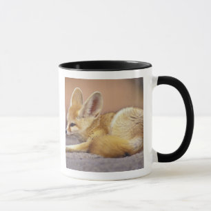 Taza Norte de África. Fennec Fennecus zerda)
