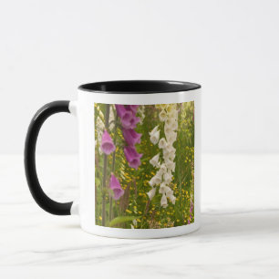 Taza Norteamérica, Canadá, Islas de la Reina Carlota, 5