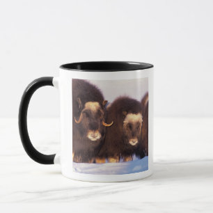 Taza Norteamérica, EE. UU., Alaska, Círculo polar ártic