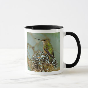 Taza Norteamérica, EE. UU., Alaska. Colibrí rufo