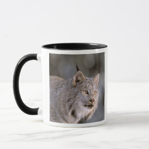 Taza Norteamérica, EE. UU., Alaska, Haines. Lince (Feli