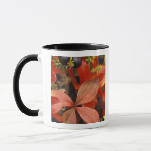 Taza Norteamérica, EE. UU., Alaska, Parque Nacional Den