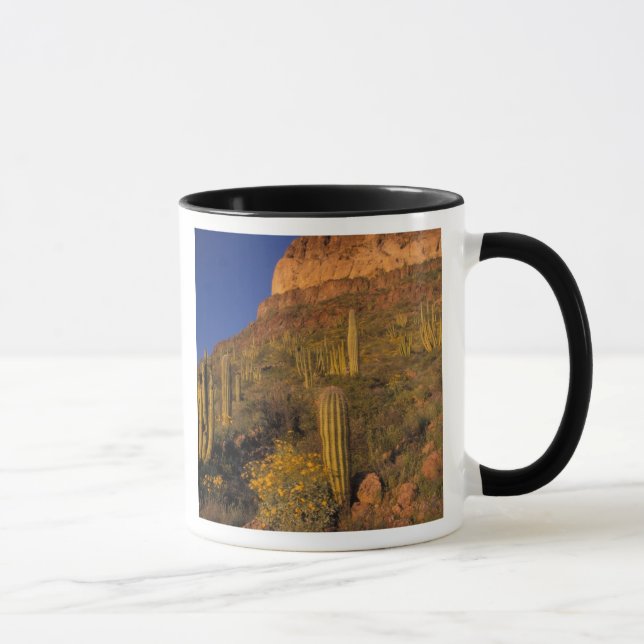 Taza Norteamérica, EE.UU., Arizona, Cactus de tuberías  (Derecha)