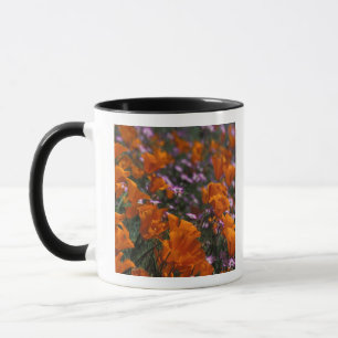 Taza Norteamérica, EE. UU., California, Antelope Valley