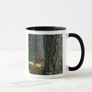 Taza Norteamérica, EE. UU., California, Yosemite
