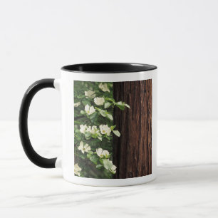 Taza Norteamérica, EE. UU., California, Yosemite 3