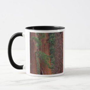 Taza Norteamérica, EE. UU., California, Yosemite NP,