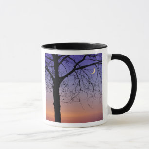 Taza Norteamérica, EE. UU., Florida, Mt. Dora, la