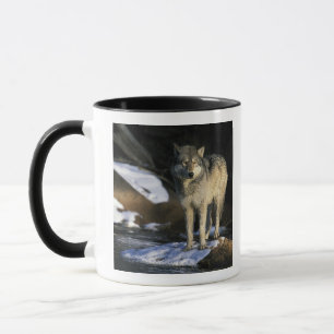 Taza Norteamérica, EE. UU., Minnesota. Lobo (Canis