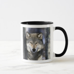 Taza Norteamérica, EE. UU., Minnesota. Lobo Canis
