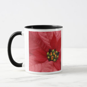 Taza Norteamérica, EE. UU., WA, Woodinville, Rojo 2