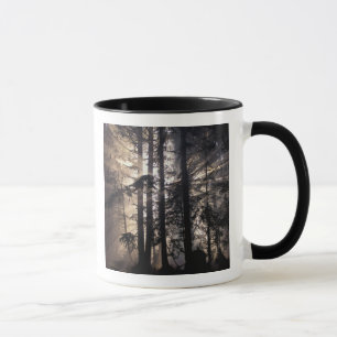 Taza Norteamérica, EE. UU., Washington, Olympic NF,