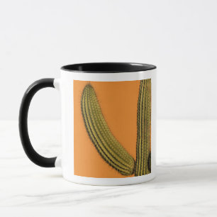 Taza Norteamérica, México, Baja California, Cabo