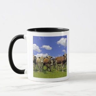 Taza Nueva Zelanda, isla del norte, Auckland