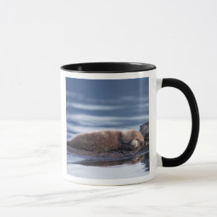Taza nutria marina, Enhydra lutris lutris