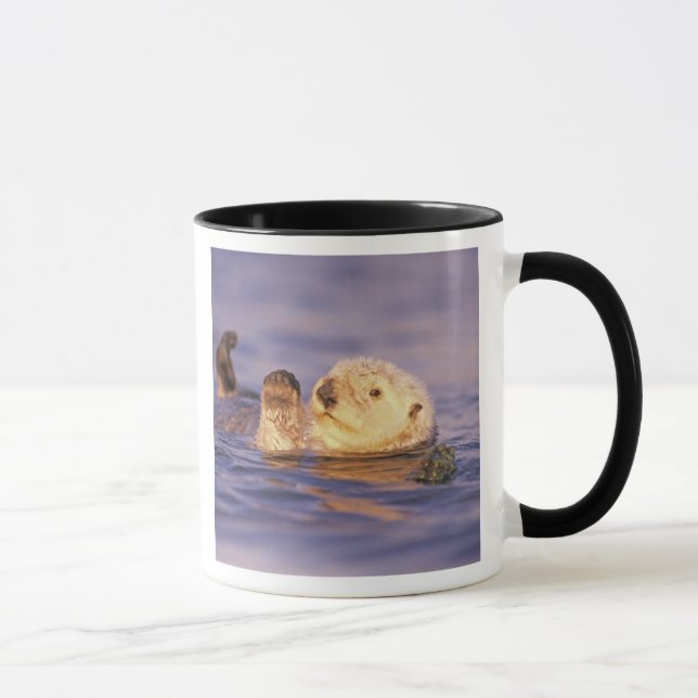 Taza Nutrias marinas, Enhydra lutris (Derecha)
