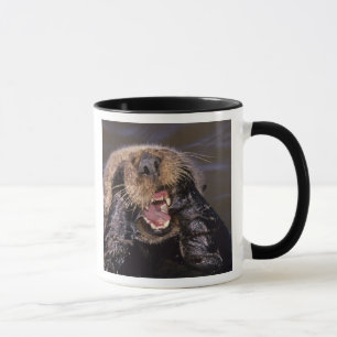 Taza Nutrias marinas, Enhydra lutris 6