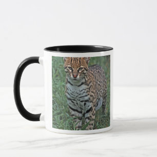 Taza OCELOTE (Leopardus pardalis) AMÉRICA CENTRAL