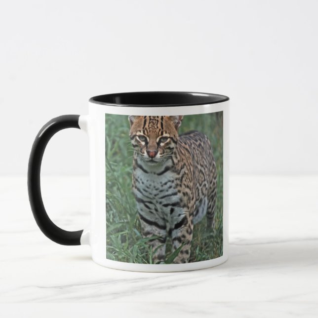 Taza OCELOTE (Leopardus pardalis) AMÉRICA CENTRAL (Izquierda)