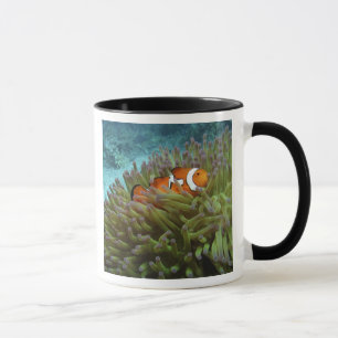 Taza Oeste Clownfish ( Anphiprion ocellaris )