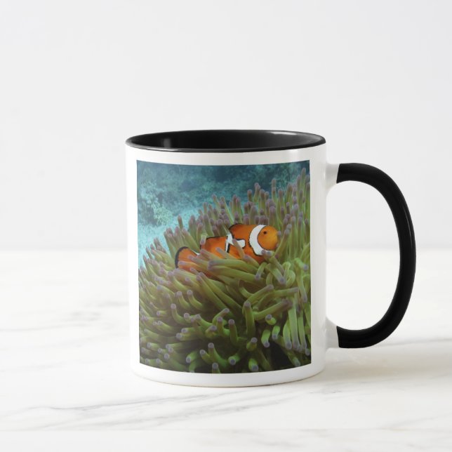 Taza Oeste Clownfish ( Anphiprion ocellaris ) (Derecha)