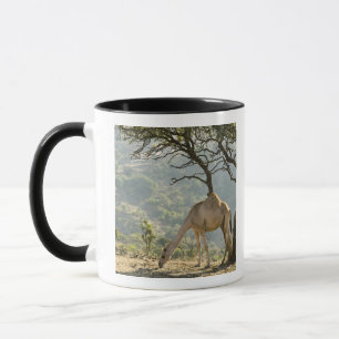 Taza Omán, región de Dhofar, Salalah. Camello