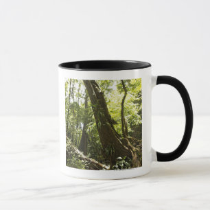 Taza opinión de la selva tropical, Dominica