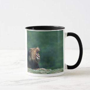 Taza Opinión un león (Panthera leo) que pone en