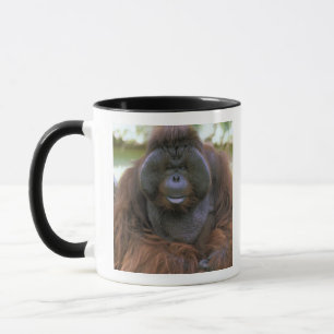 Taza Orangutan Pongo Pygmaeus