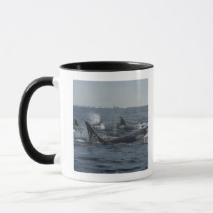 Taza orca