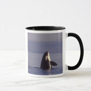 Taza Orca asesina (Orca orcinus) espiando cerca