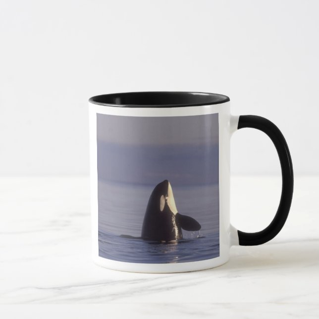 Taza Orca asesina (Orca orcinus) espiando cerca (Derecha)