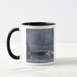 Taza Orca hembra adulta (Orcinus Orca), Puget