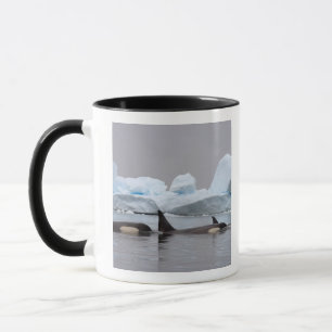 Taza orcas (ballenas asesinas), Orcinus orca, grupo