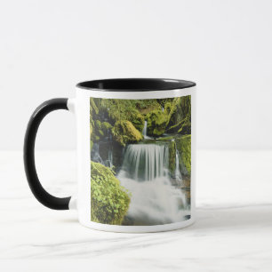 Taza Oregón, Cascada en el bosque nacional Willamette