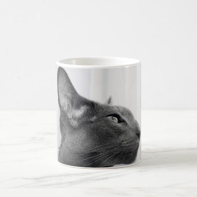 Taza oriental del gato de Shorthair (Centro)