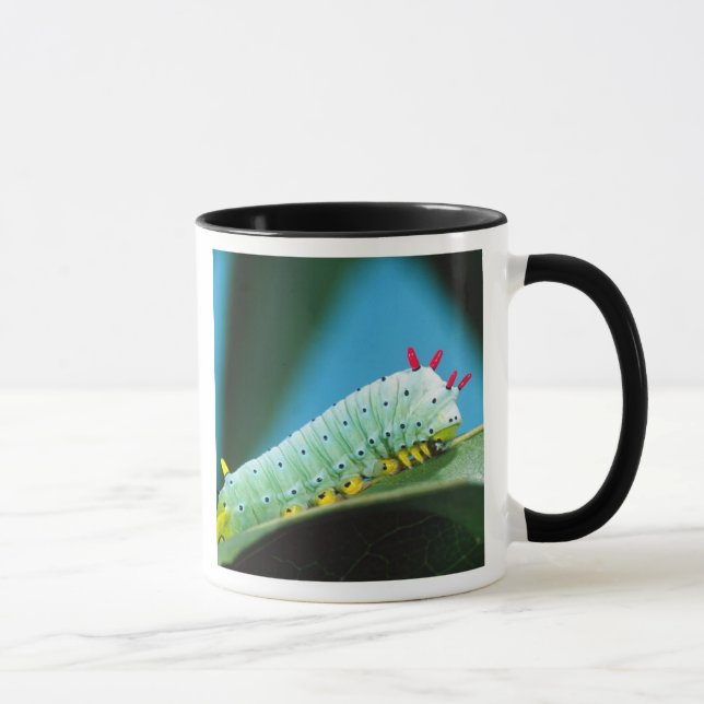 Taza oruga de la polilla Prometeo, Callosamia (Derecha)