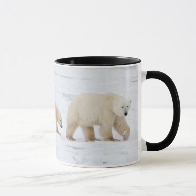 Taza Osas polares hembra y dos crías (Derecha)